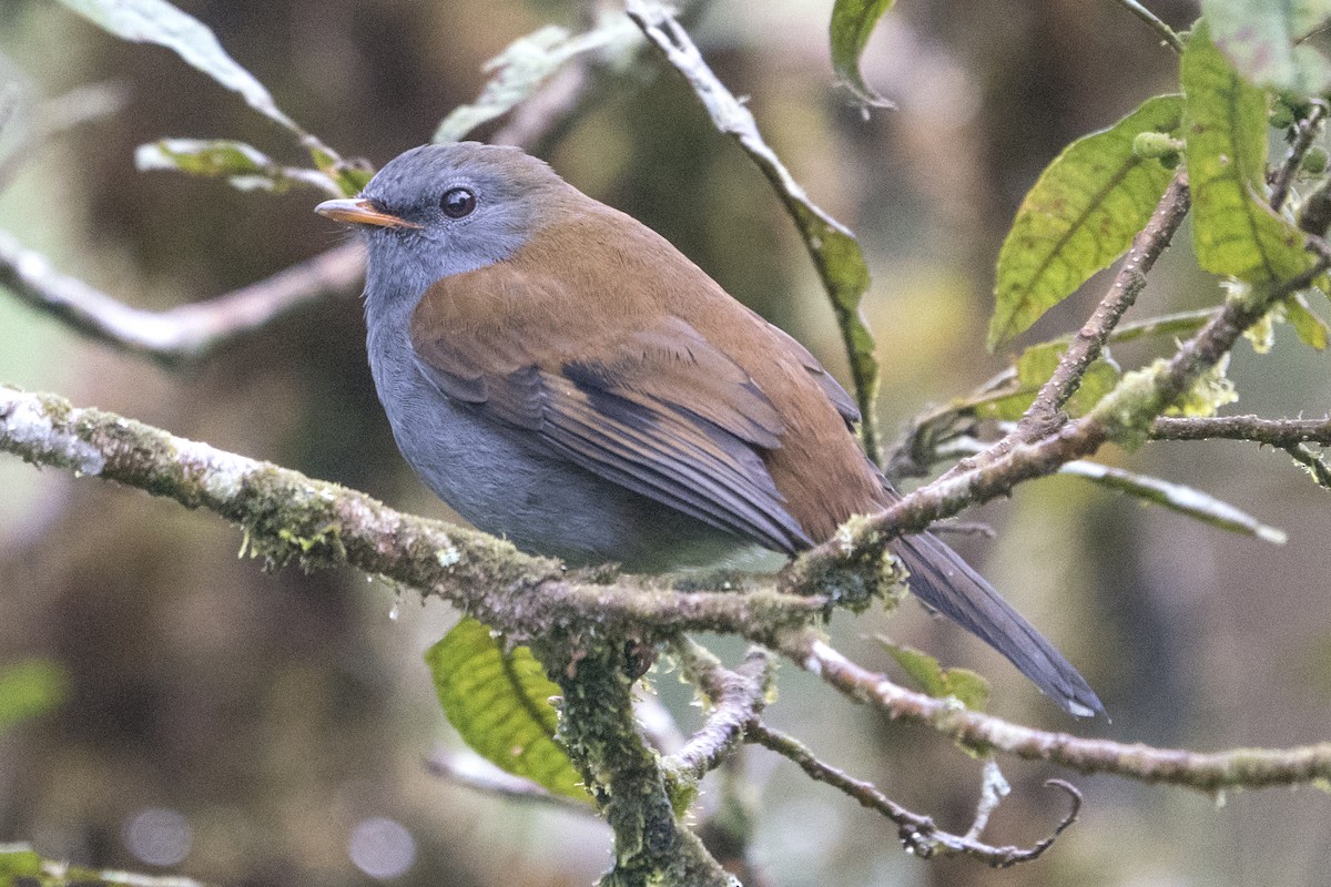 Andean Solitaire - ML490173311