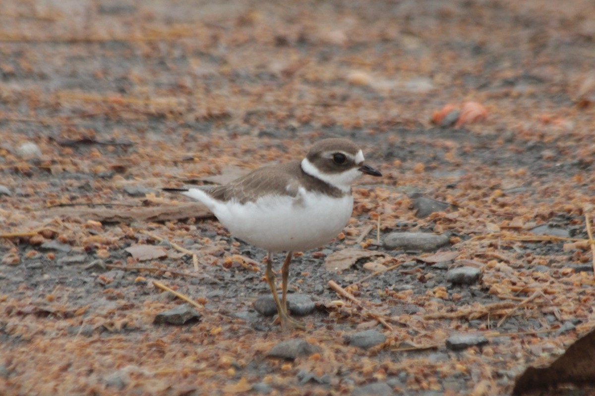 Semipalmated Plover - ML490174861