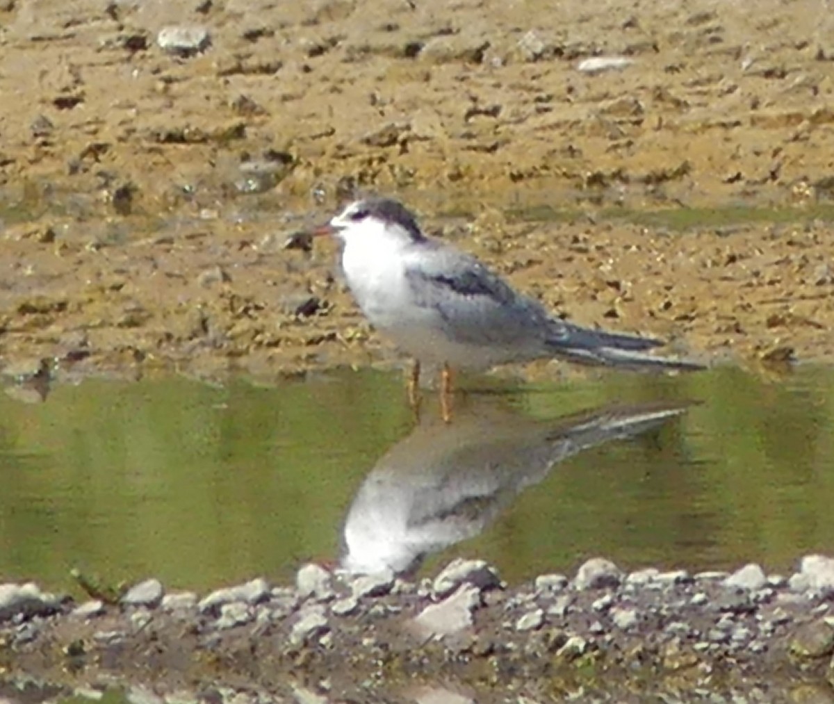 Common Tern - ML490176821