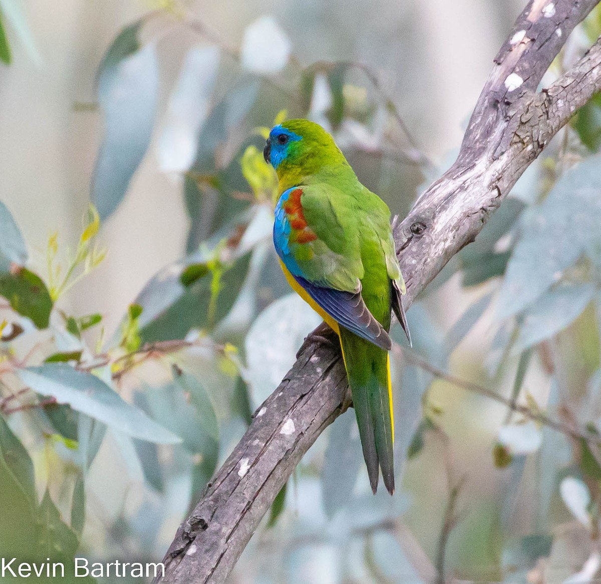 eBird Checklist - 1 Oct 2022 - Chiltern-Mt Pilot National Park ...