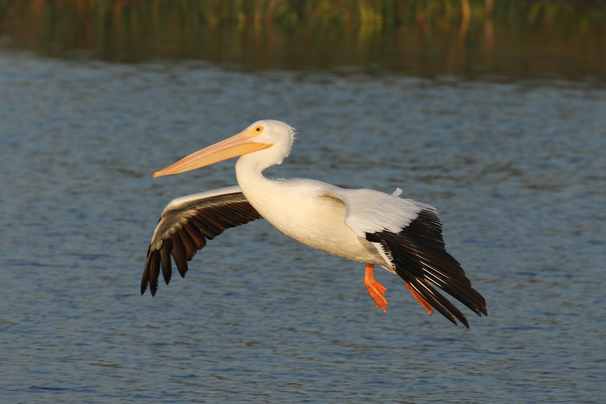 American White Pelican - Paul Jacyk 🦉