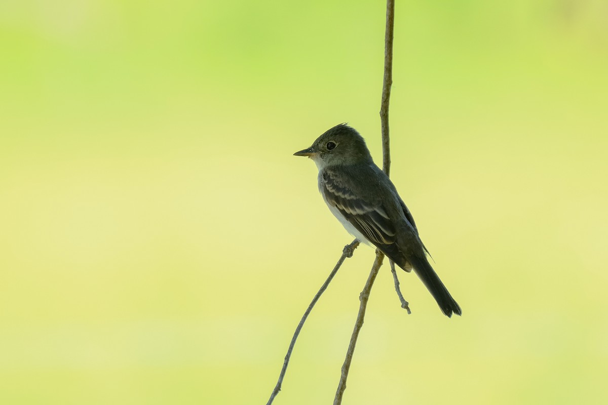 eBird Checklist - 3 Oct 2022 - Willow Island - 30 species