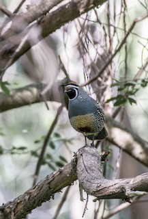 California Quail, ML490186651