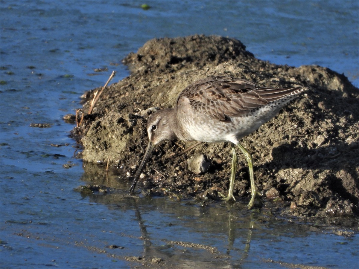Long-billed Dowitcher - ML490188701