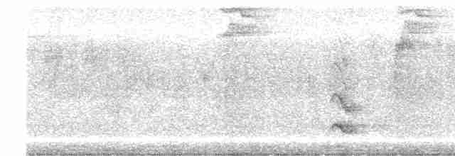 Fleckenbrust-Ameisenvogel - ML490204051