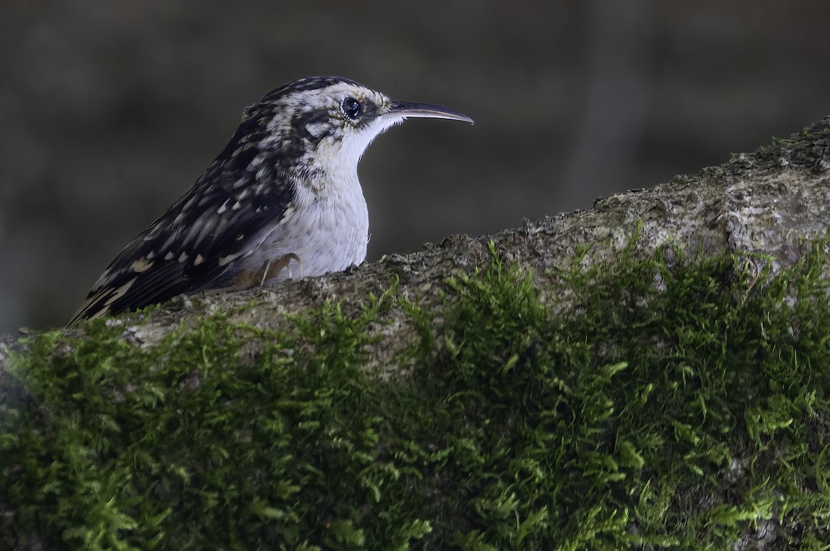 Brown Creeper (occidentalis Group) - ML490208641