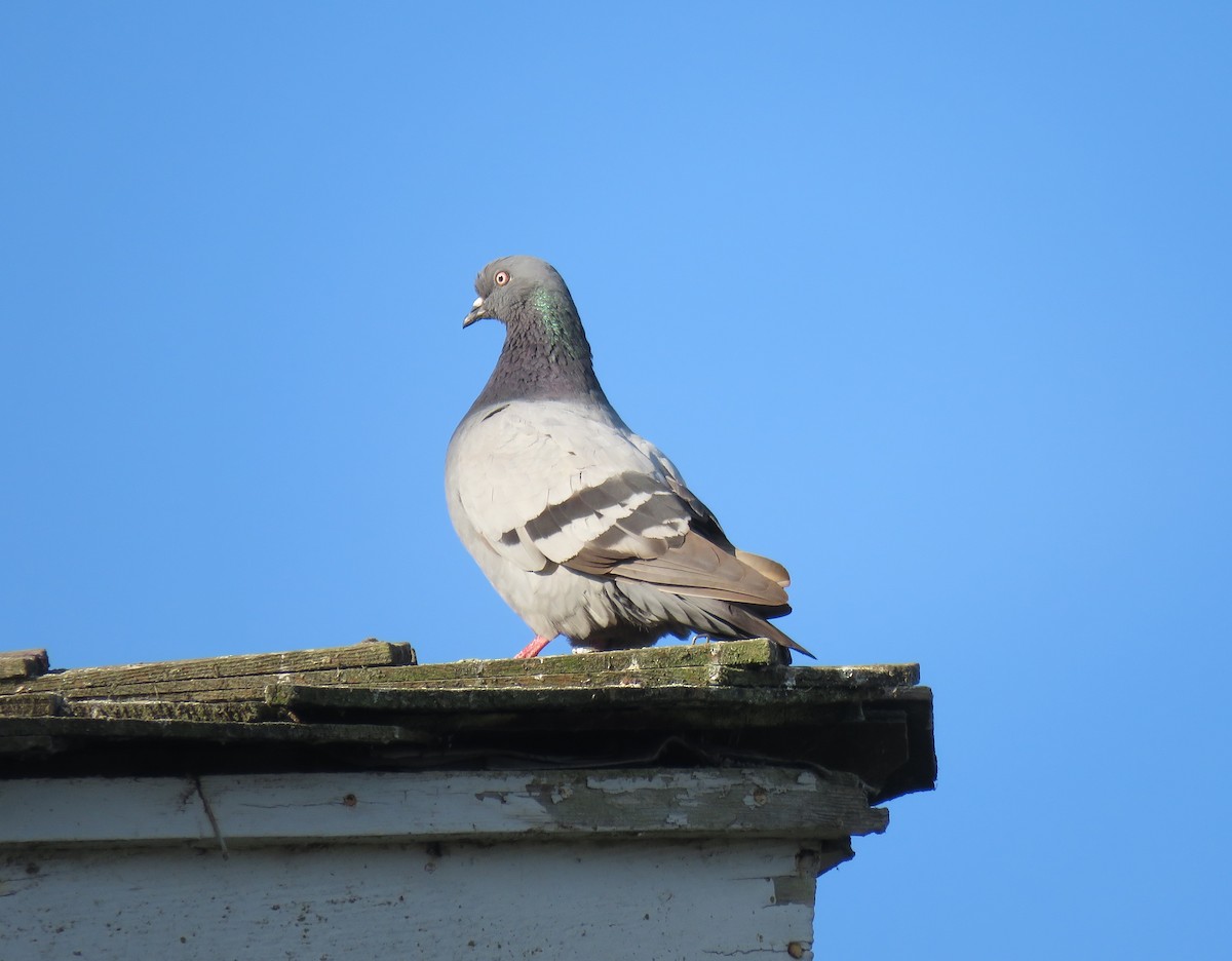 Rock Pigeon (Feral Pigeon) - ML490217581