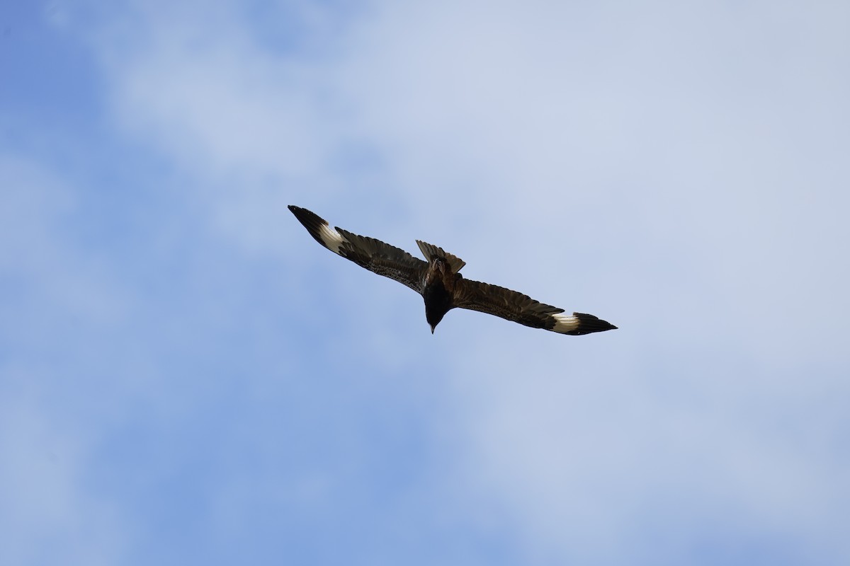 Black-breasted Kite - Joshua Moody