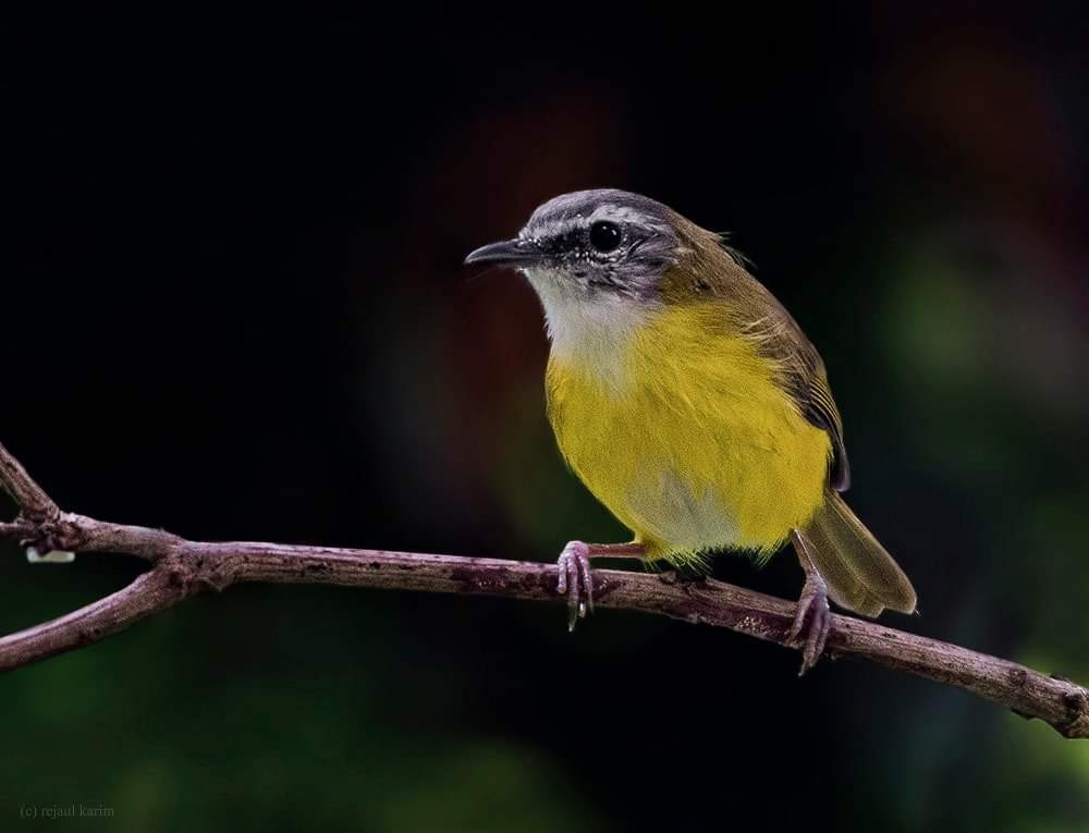 Yellow-bellied Warbler - Rejaul Karim