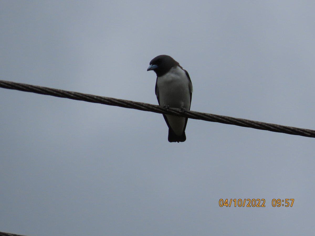 White-breasted Woodswallow - ML490227951