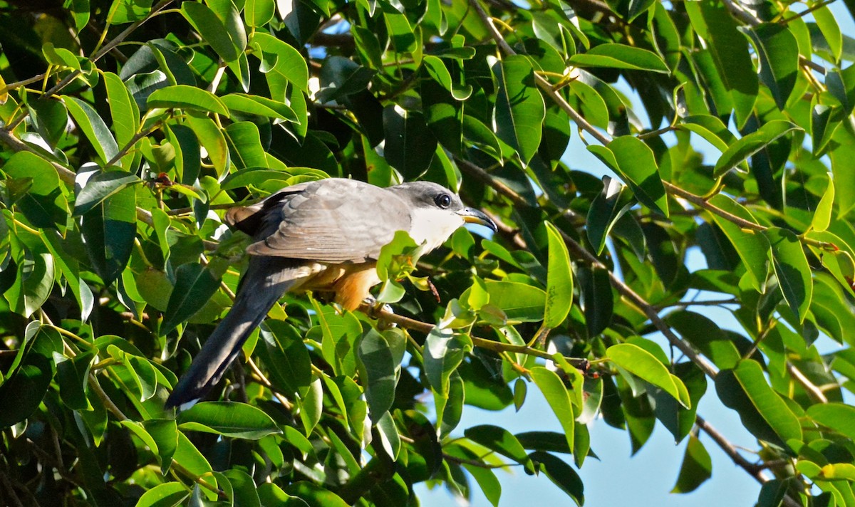 Mangrove Cuckoo - ML49023081