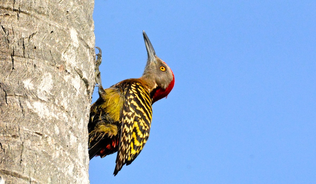 Hispaniolan Woodpecker - ML49023151