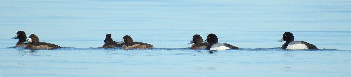 Greater/Lesser Scaup - ML49023311