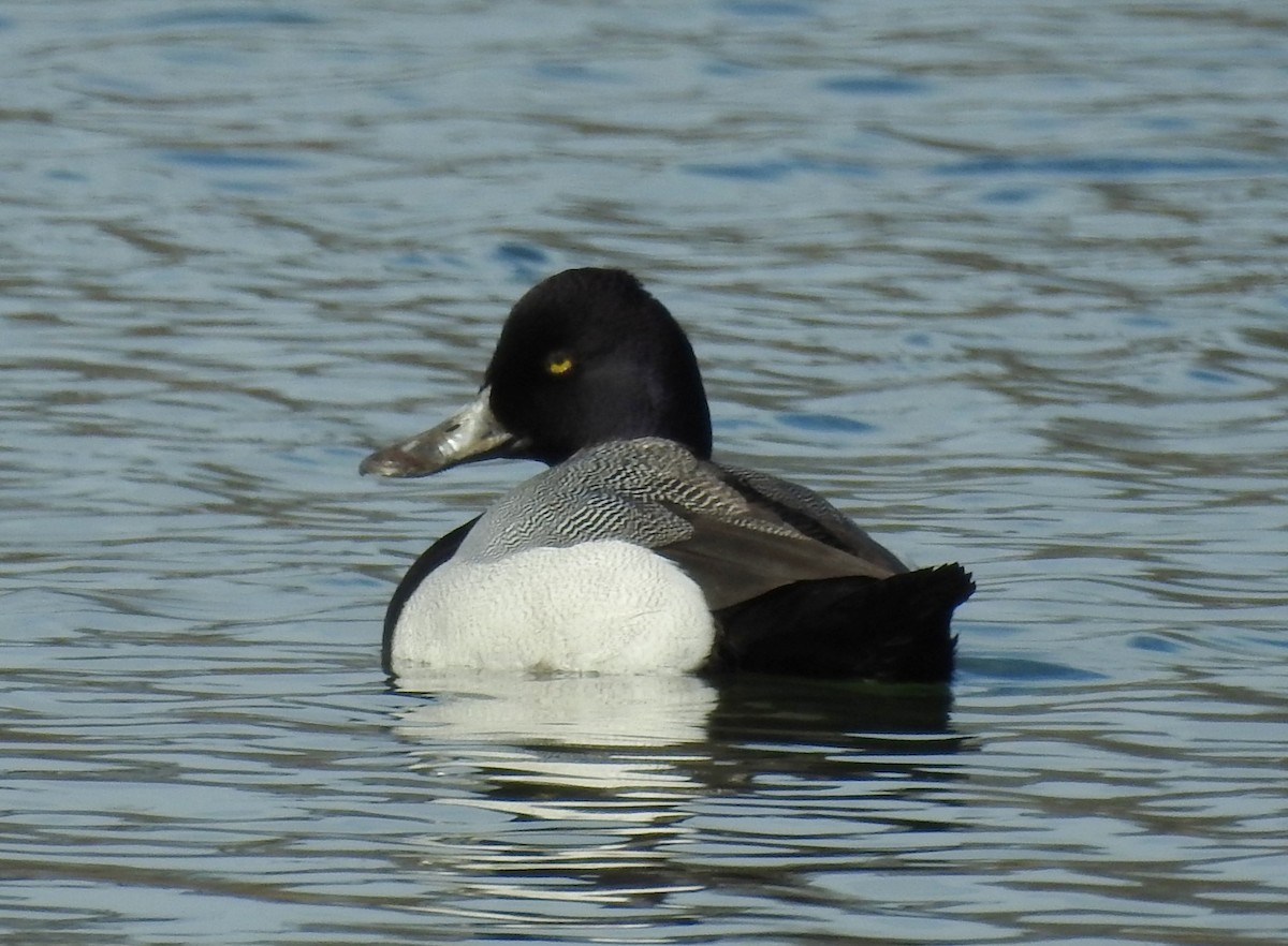 Greater/Lesser Scaup - ML49023321