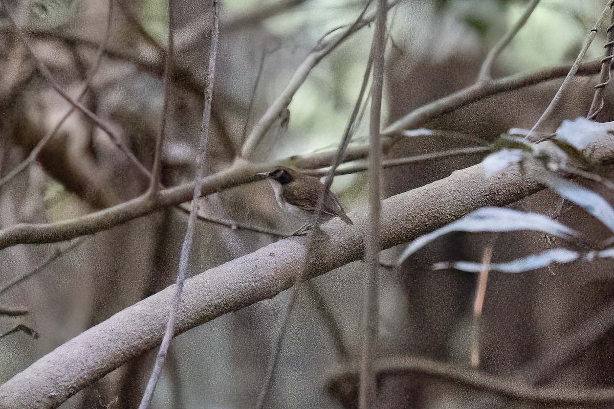 Ash-breasted Antbird - ML490233341