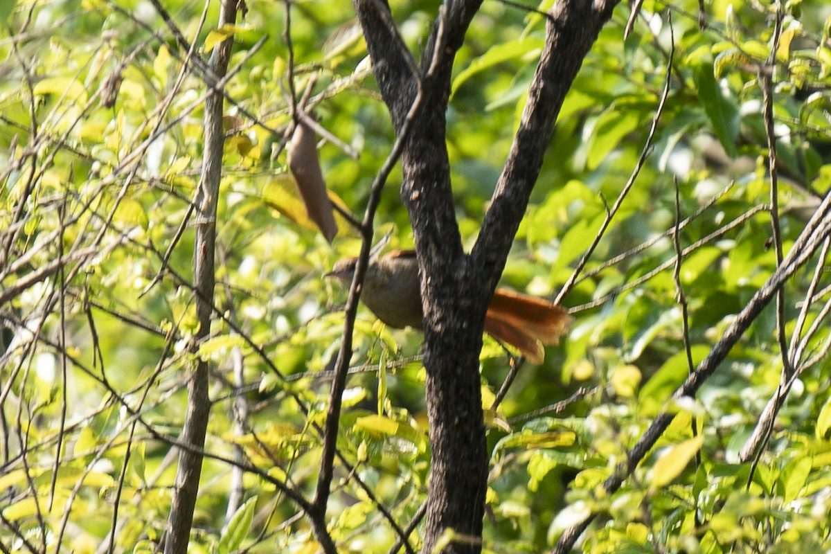 Rusty-backed Spinetail - ML490233381