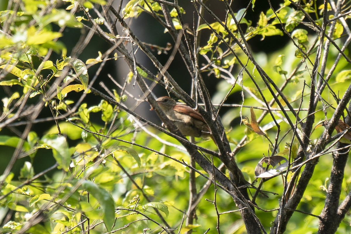 Rusty-backed Spinetail - ML490233391