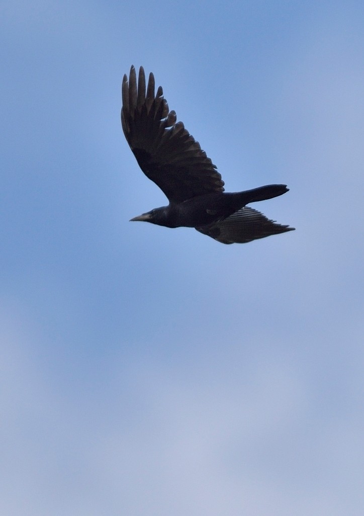 Common Raven - ML490235231