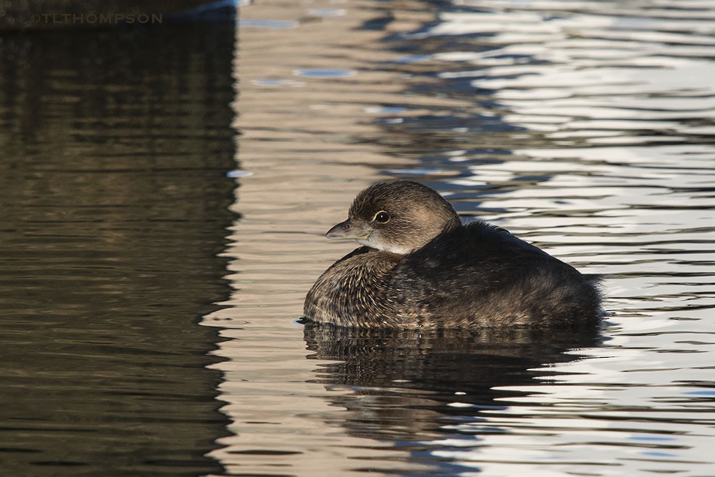Pied-billed Grebe - Timothy Thompson