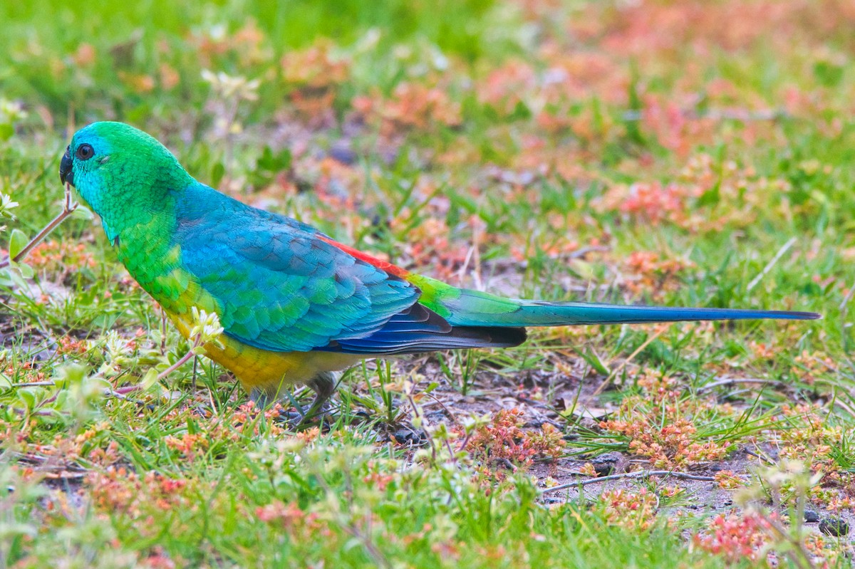 Red-rumped Parrot - ML490242601