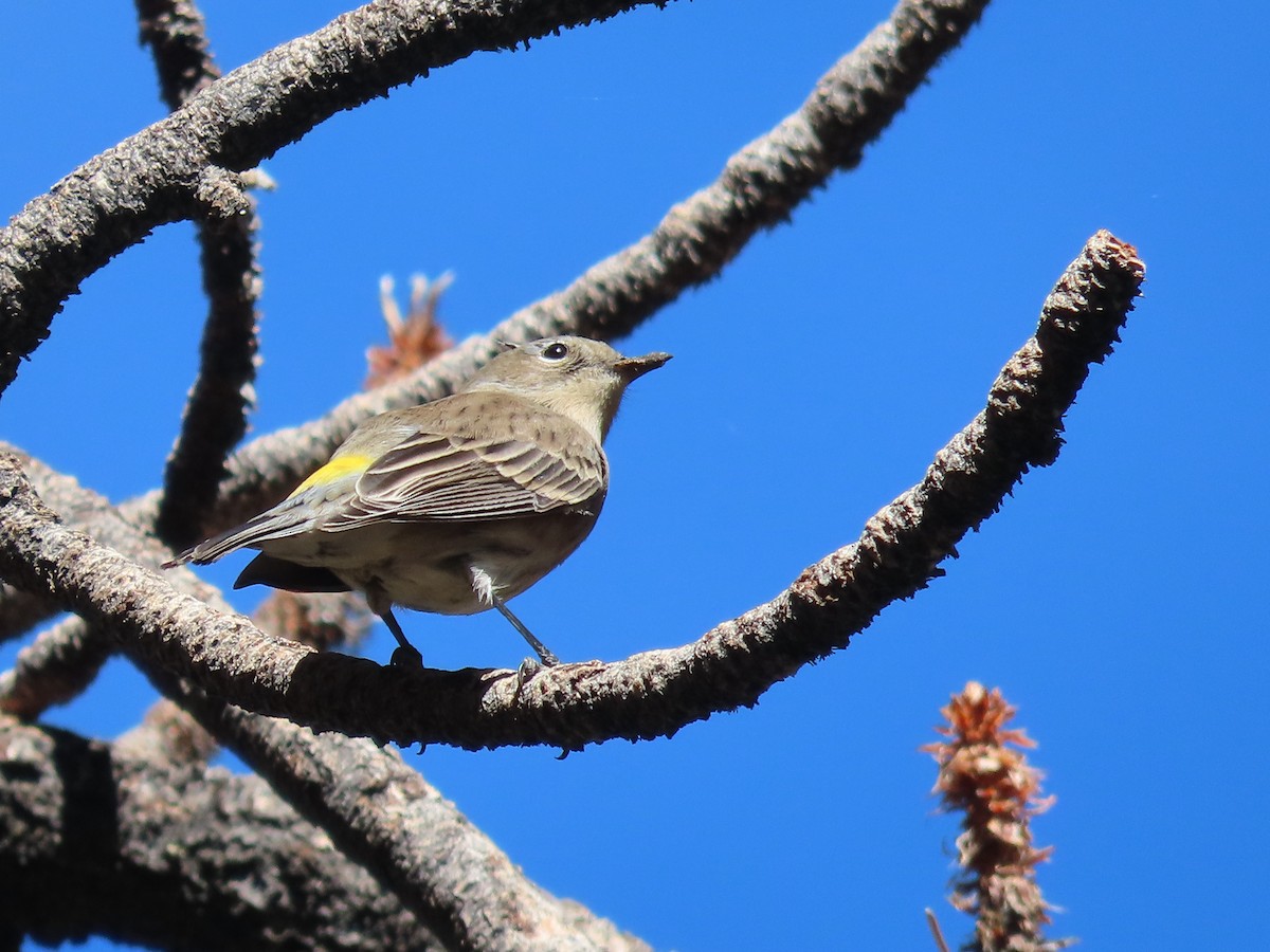 Yellow-rumped Warbler (Audubon's) - ML490242791