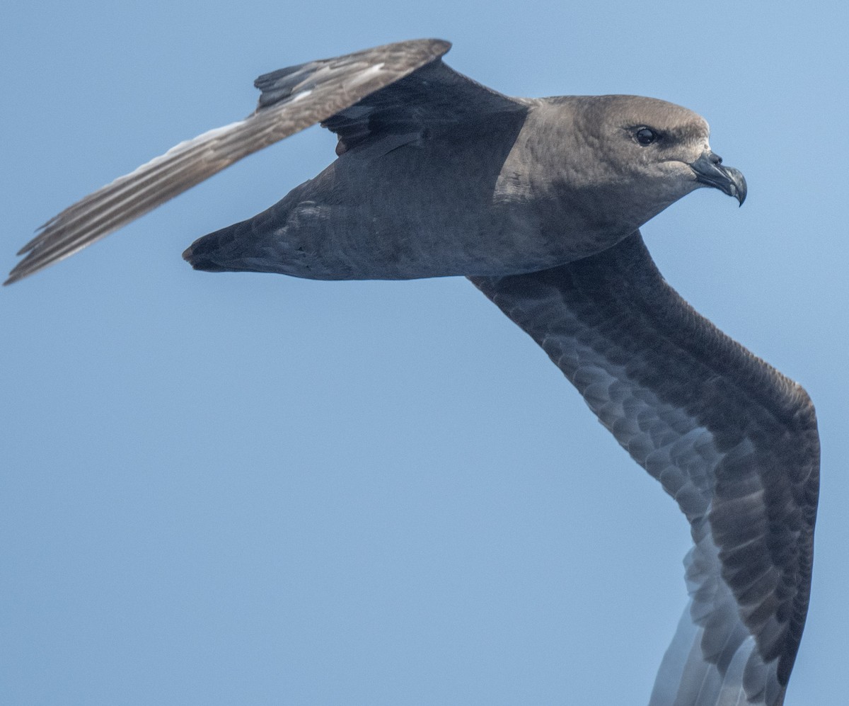 Great-winged Petrel - Tom Moore