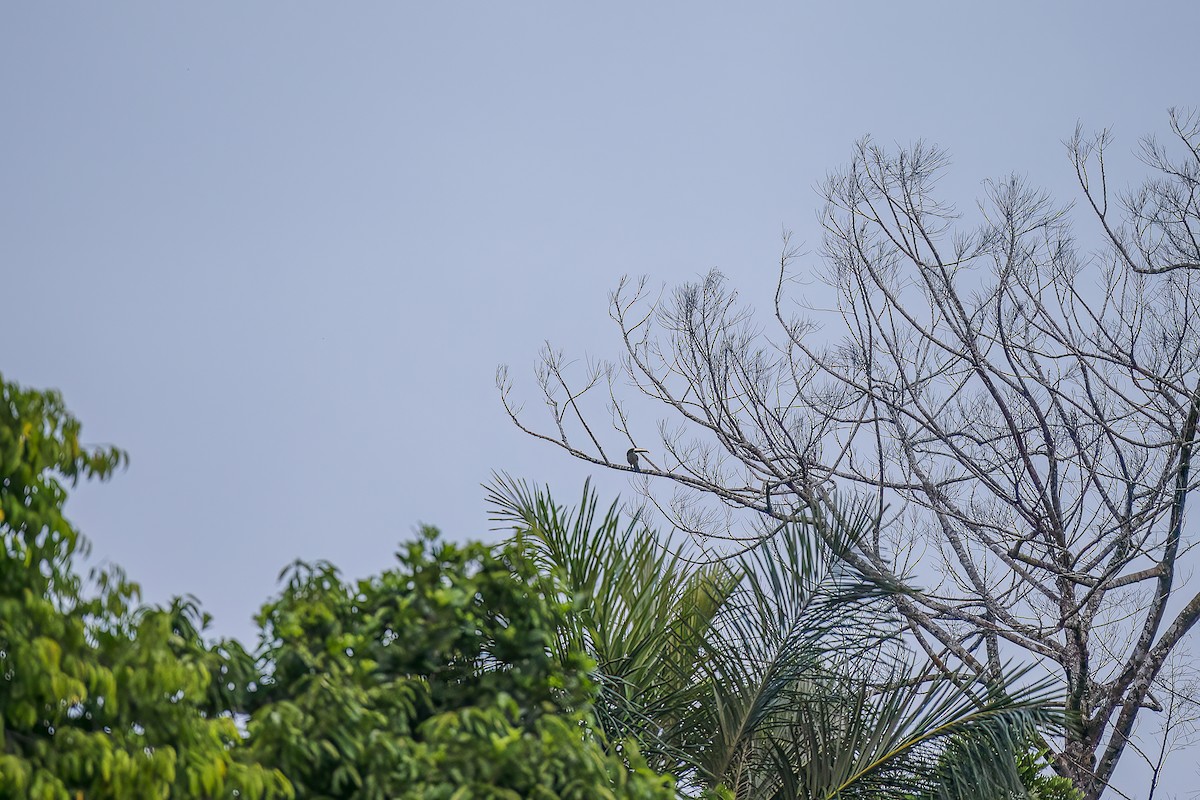 Black-necked Aracari - ML490243051