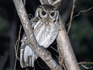  - Balsas Screech-Owl