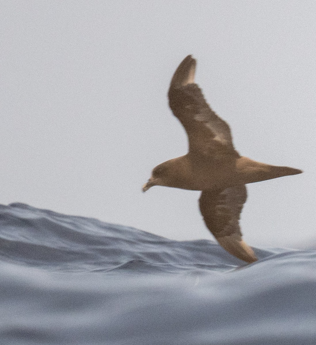 Great-winged Petrel - Tom Moore