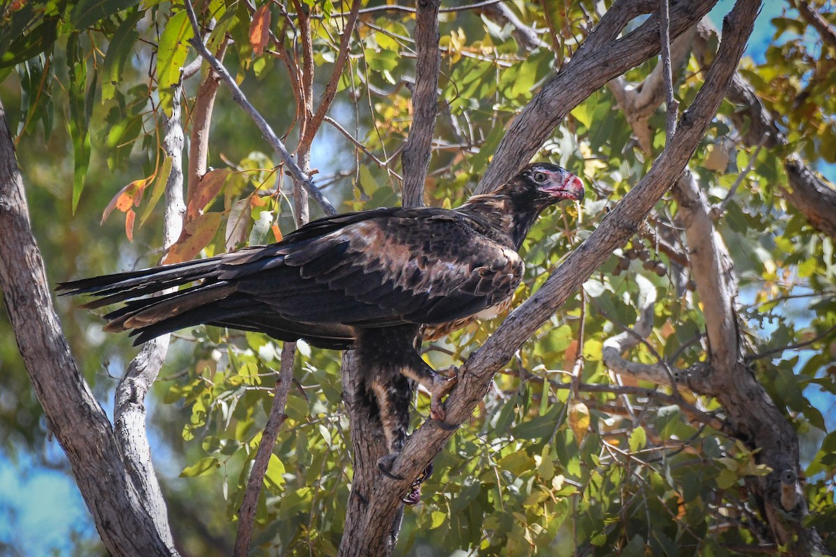 Wedge-tailed Eagle - Trevor Evans