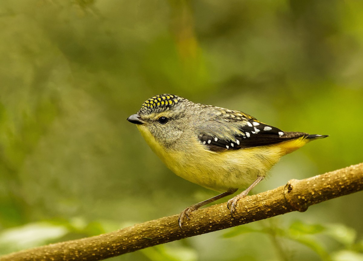 Spotted Pardalote - ML490245521