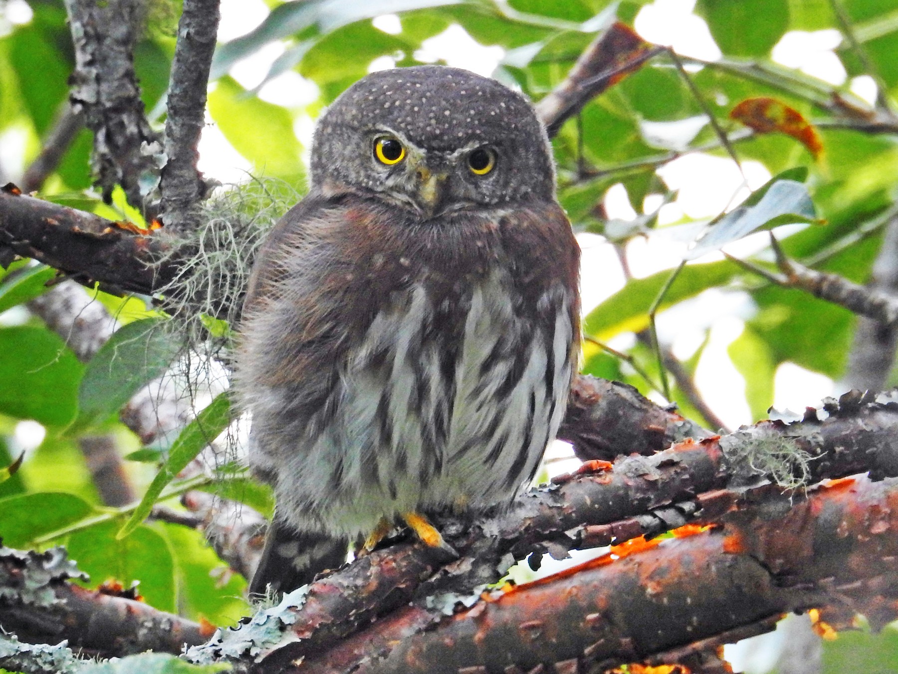 Tamaulipas Pygmy-Owl - Robert Lambeck