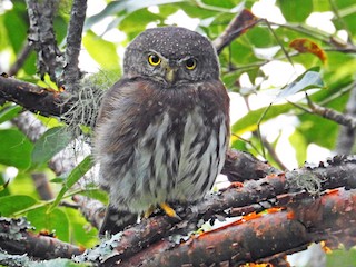  - Tamaulipas Pygmy-Owl