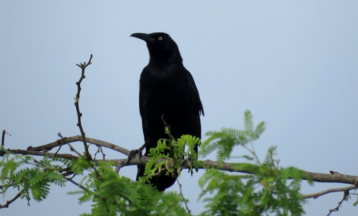 Great-tailed Grackle - ML49025471