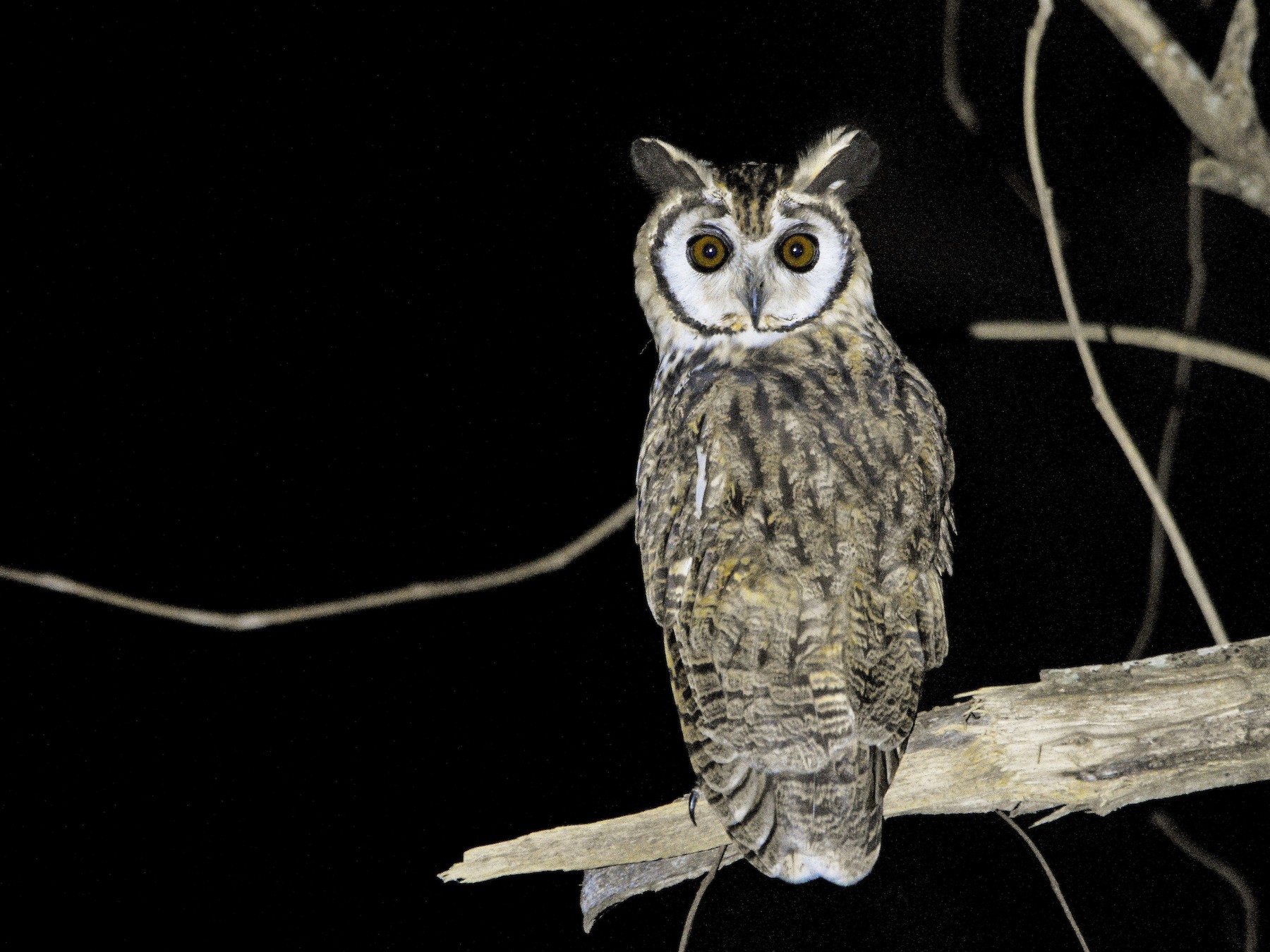 Striped Owl - Carlos Echeverría