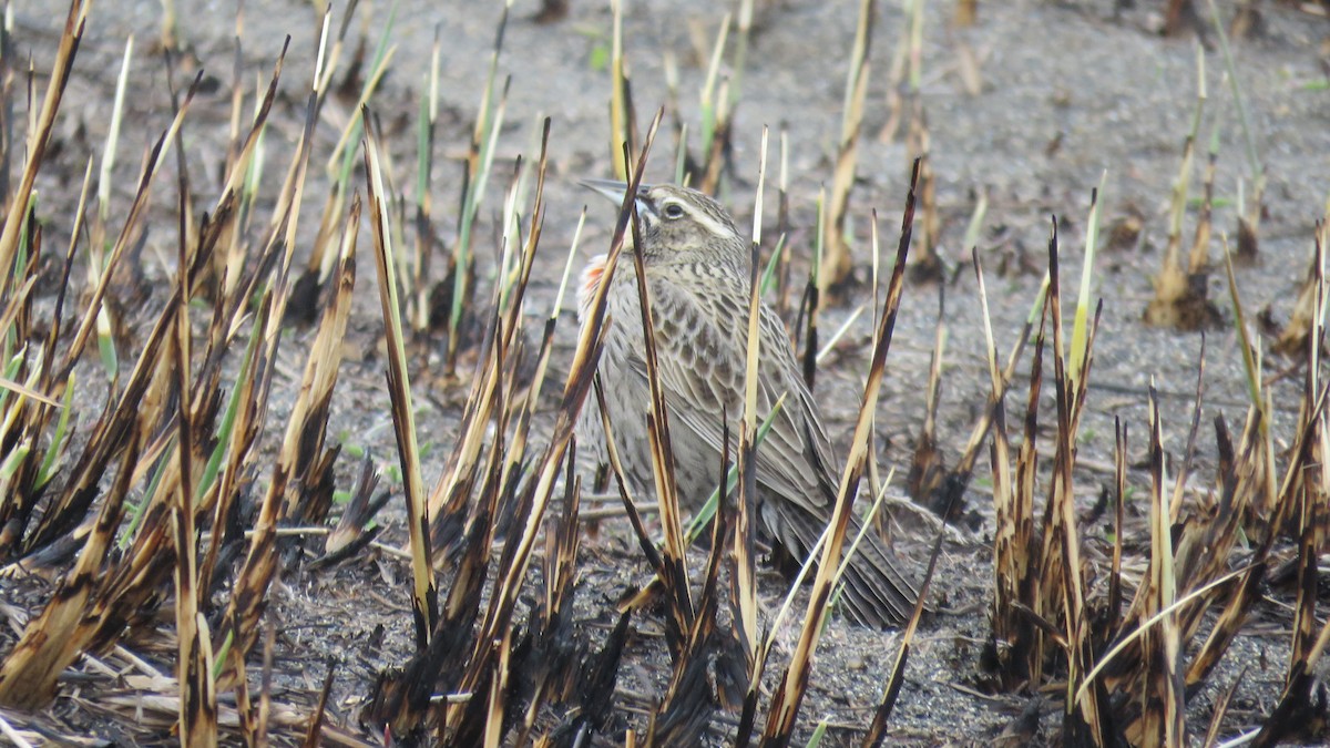 Long-tailed Meadowlark - ML490255941