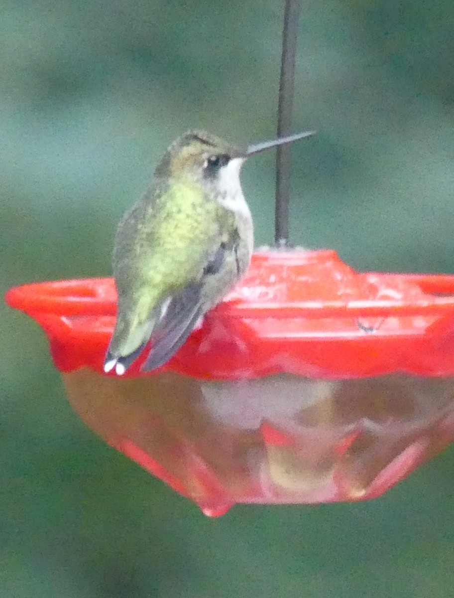 Ruby-throated Hummingbird - ML490256041