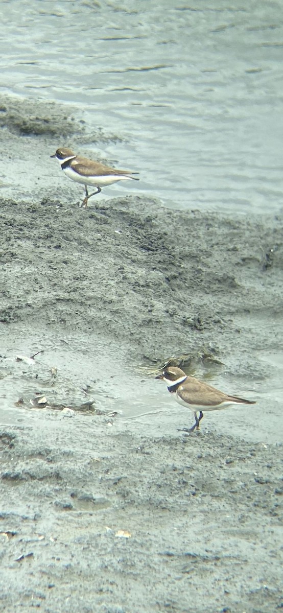Semipalmated Plover - ML490256151