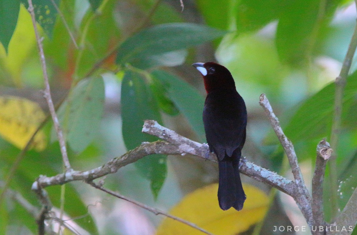 Silver-beaked Tanager - ML490256601