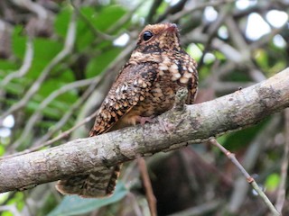  - Spot-tailed Nightjar