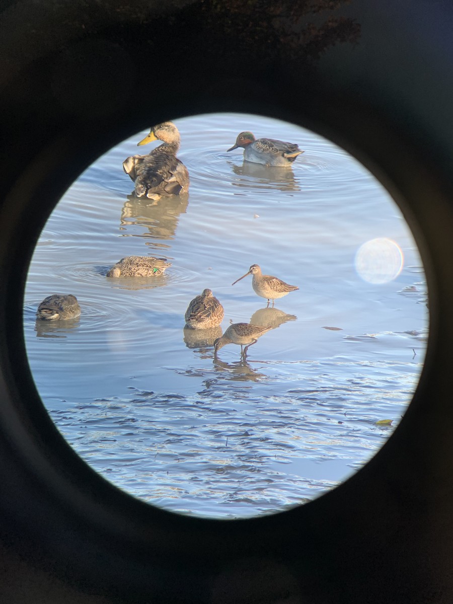Long-billed Dowitcher - ML490256721