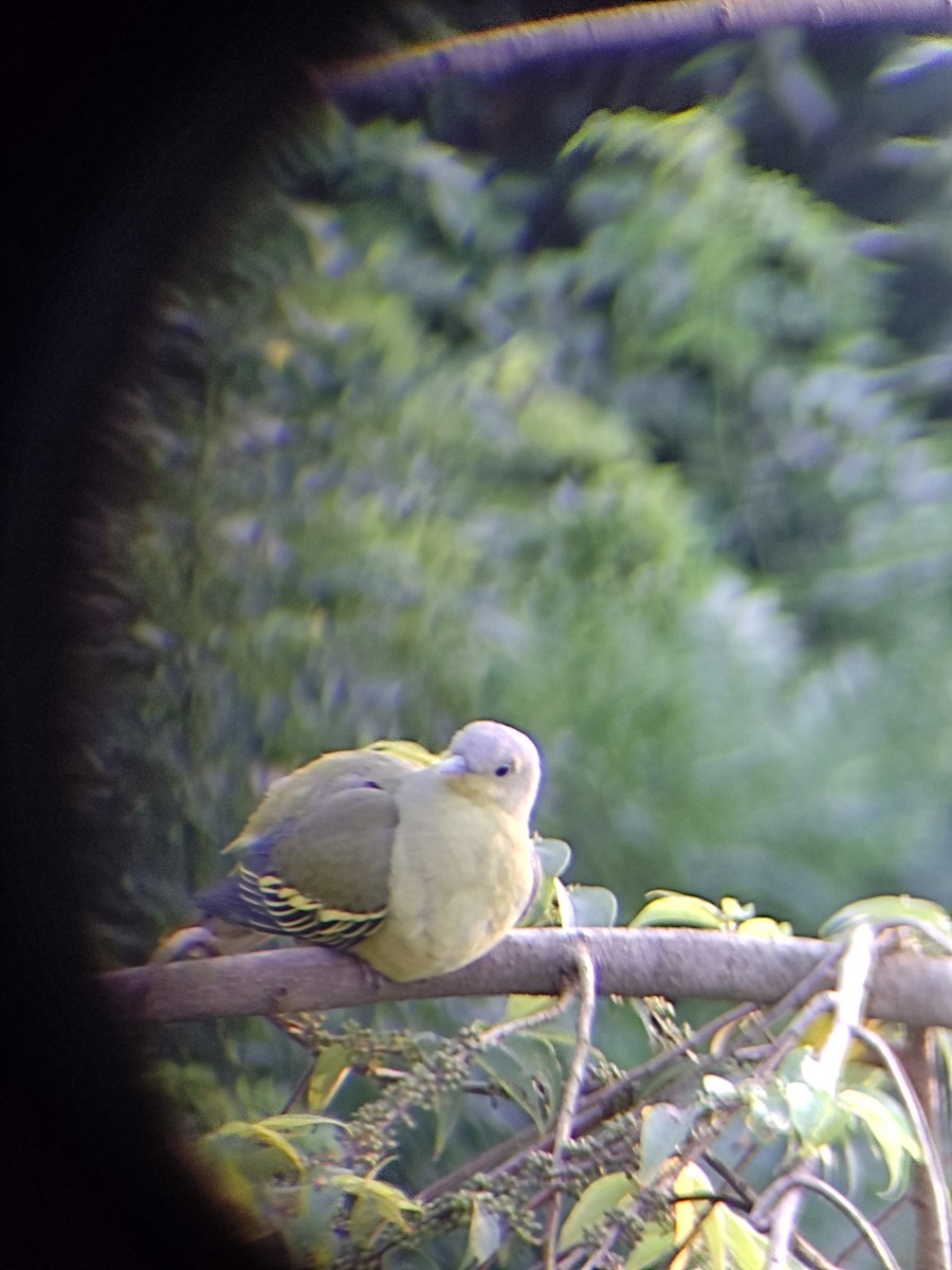 Gray-fronted Green-Pigeon - ML490256761