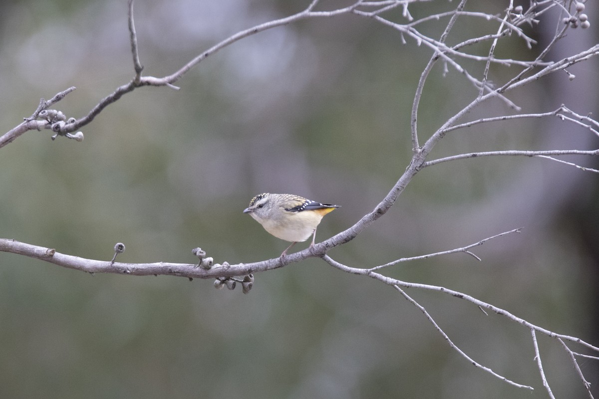 Spotted Pardalote - ML490257001