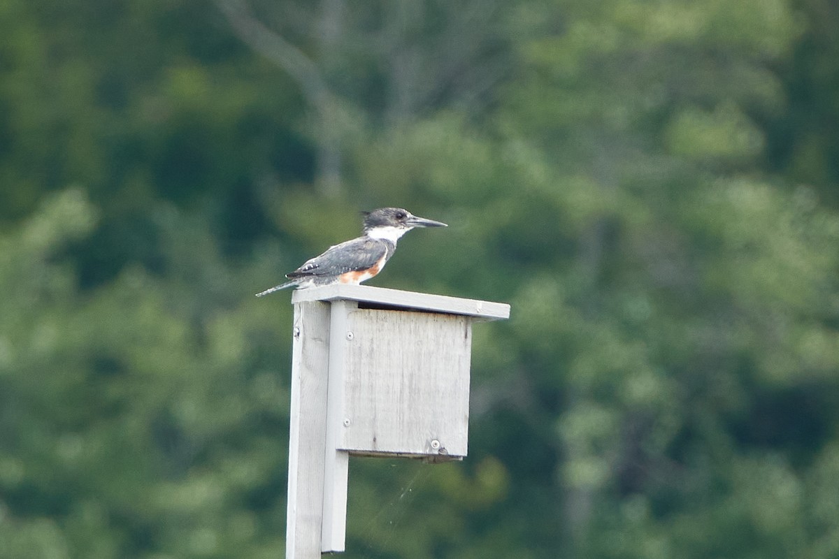Belted Kingfisher - ML490259641