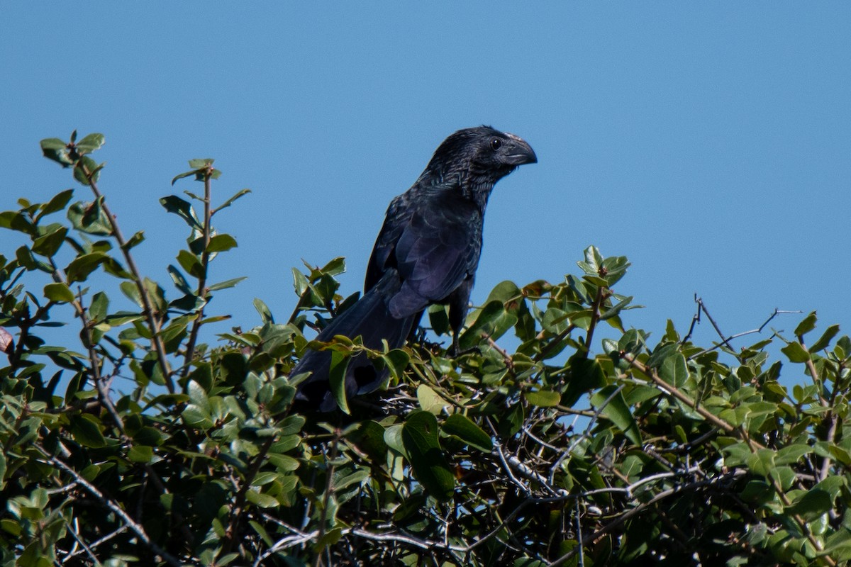 Groove-billed Ani - Perry Doggrell