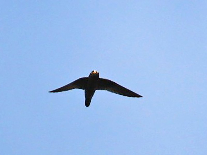 White-fronted Swift - Brian Gibbons