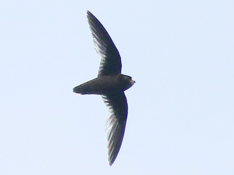 White-fronted Swift - Andrew Spencer