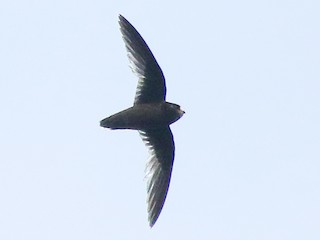  - White-fronted Swift