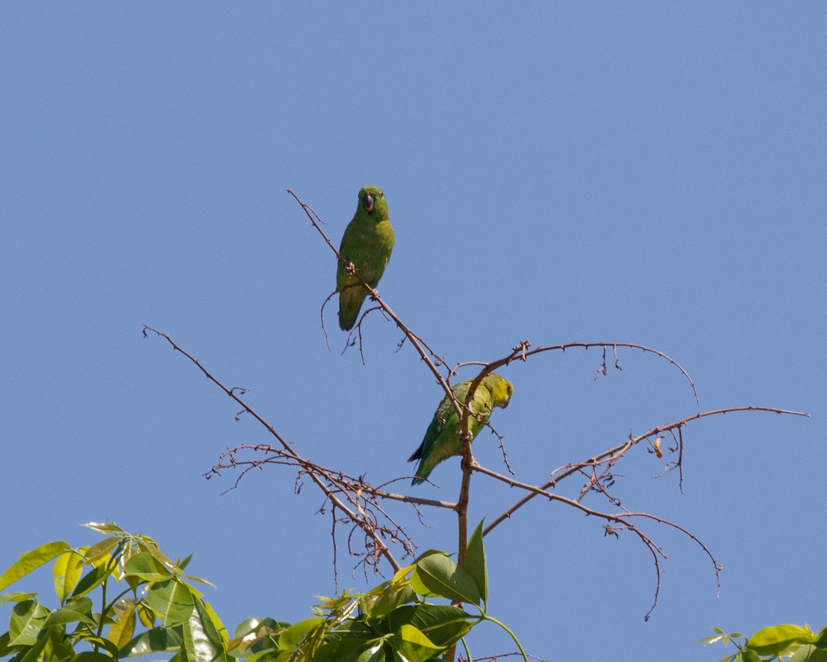Скромный воробьиный попугайчик (sclateri) - ML490262811