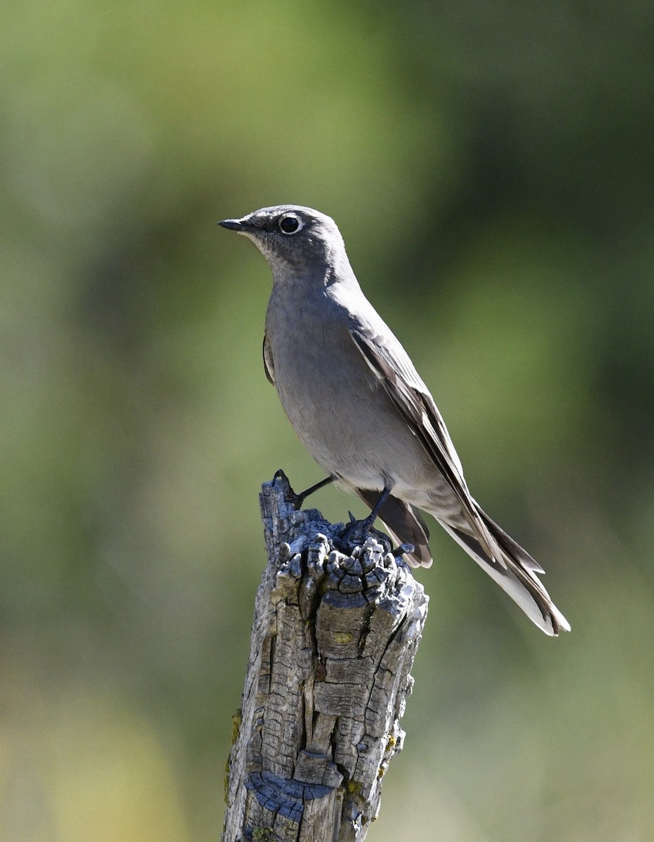 Townsend's Solitaire - ML490263241